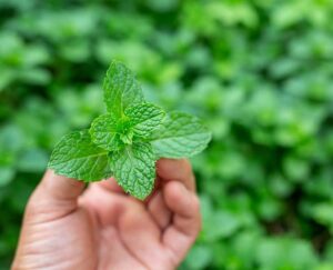 mint pudina for health